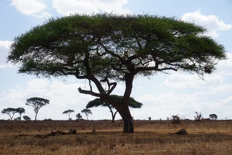 2 Days Best Budget Safari Tarangire & Ngorongoro Crater - Tanzania safari gallery image